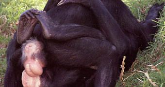 Female bonobos rubbing their genitalia in a lesbian party