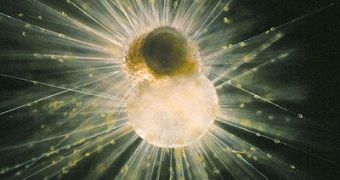 A living Foraminifera