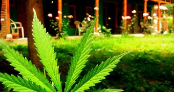 Marijuana grows freely all around Manali