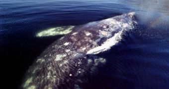 Whales are severely affected by noise pollution in the world's oceans
