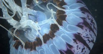 Purple stripped jellyfish, Pelagia noctiluca.