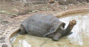 Lonesone George, the world's last Pinta Island tortoise, dies