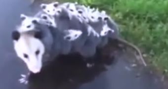 The opossum looks to be carrying more than 10 cubs on his back