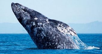 Over 300 gray whales spotted swimming in Californian waters in last year's December