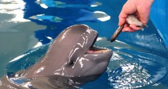 IUCN lists the Yangtze finless porpoise as a critically endangered species