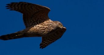 Goshawks are among the most efficient fliers in nature