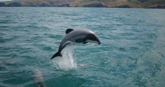 Maui's dolphins might very soon go extinct, the WWF says