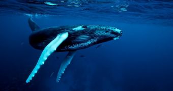 Researchers say British Colombia's humpback whale population doubled between 2004 and 2011