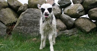 This cute baby animal was dubbed Batlamb