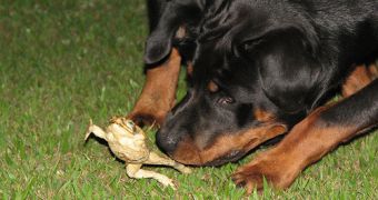 There is a Frog Killer in the UK