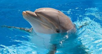 Bottlenose dolphin in Australian waters is desperate to make new friends