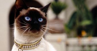 These Are the Real Rich Cats of Instagram