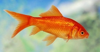 Study finds we have a shorter attention span than goldfish
