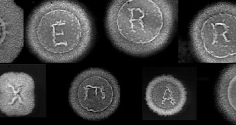 Researcher uses bacteria to spell “Merry Xmas”