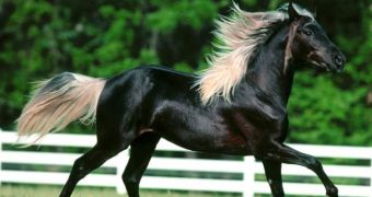 Thieves in the US are now going after horse tails