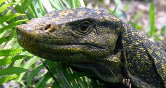 A picture of the newly discovered monitor lizard called Varanus bitatawa