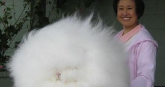 Angora rabbit takes the idea of being fluffly to a whole new level