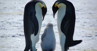 April 25 marks the celebration of World Penguin Day