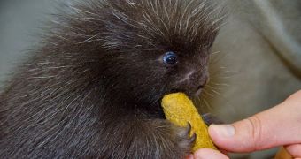 North American baby porcupine born at Woodland Park Zoo in the US on April 4