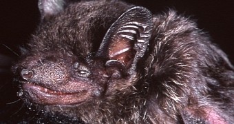 New bat species found in forests in Laos and Vietnam