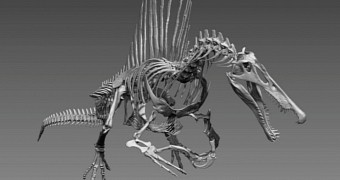 Reconstruction of Spinosaurus aegyptiacus skeleton