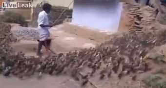 This Duckling Herder Has a Never Ending Bird Army – Video