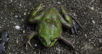 Odd frog shrinks as it matures