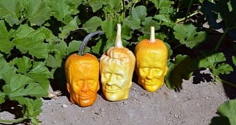 Pumpkins look like Frankenstein's monster