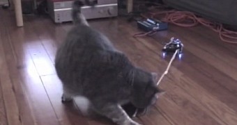 Cat playing with Mousr