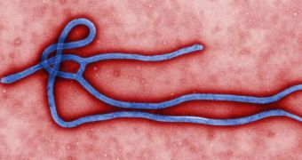 Study explains how the Ebola virus disables the immune system