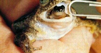 A gastric brooding frog giving birth