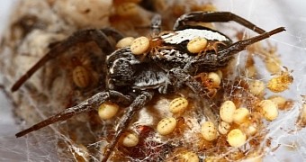 Mother spider offers herself as a meal to her offspring