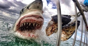 Great white sharks are positively stunning creatures