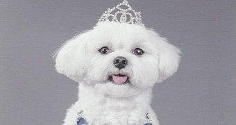 This Puffy Pooch Stands to Inherit $1 Million (€0.86 Million)