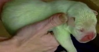 Meet the World's First Dog Born Green