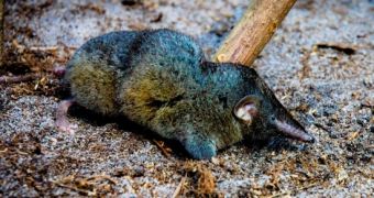 Newly discovered shrew species has an amazingly strong backbone