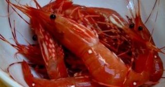 Thousands of prawns show up dead on a beach in Chile, local fishermen blame power stations