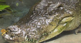 3,600 Siamese crocodiles are rescued by border patrol