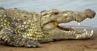 Local authorities in Central Africa ban farmers from recapturing thousands of escaped Nile crocodiles