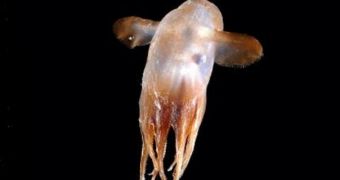 This unfamiliar Dumbo species collected by the Census of Marine Life scientists on a 2009 MAR-ECO voyage to the Mid-Atlantic Ridge may prove new to Science