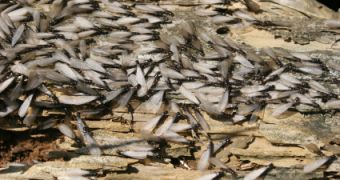 Thousands of Termites Swarm New Orleans