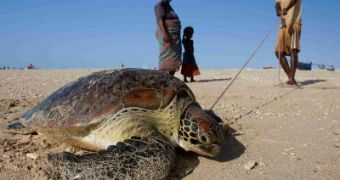 This is a captured green turtle on an island off Madagascar.