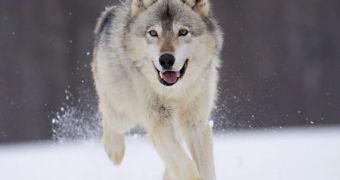 Thousands of wolves are to be killed in order to protect livestock