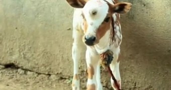 A three-eyed cow was born in India about 2 weeks ago