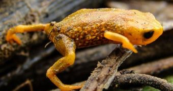 Biologist finds three-fingered frog in Brazil