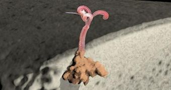 Three-Million-Year-Old Fossil Reveals 'Zombie' Worm