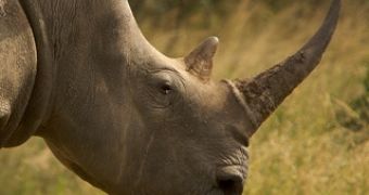 Three alleged rhino poachers were killed by wildlife rangers in South Africa