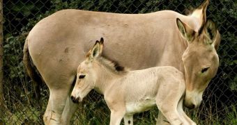 Wildlife park in England is now home to three Somali wild ass foals