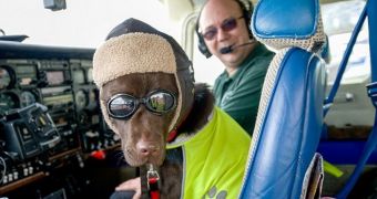 Callie, the chocolate Labrador, has received an air crew card