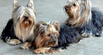 Three Yorkshire Terriers Are the Newest Attraction at North Korean Zoo